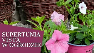 SUPERTUNIA VISTA W OGRODZIE