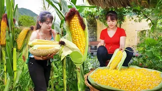 Harvesting Sticky Corn And Boiled Corn Goes To Market Sell - Take Care Animals | Nhất New Life