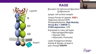 Mechanisms of Cardiometabolic Stress & Novel Opportunities for Disease-Modifying Therapies