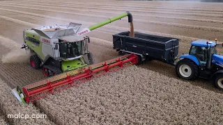 Harvest 2022: Claas Lexion 8700 harvesting wheat on a dull day in Suffolk