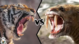 Siberian Tiger vs Smilodon - Which Would Have Been Stronger?
