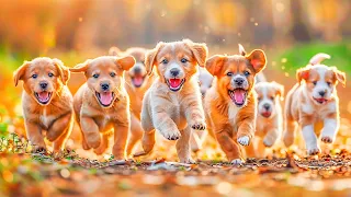 10 HOURS of Dog Calming Music🎵🐶Dog Sleep Music Relax🐶💖Anti Separation Anxiety Relief🎵 Healing Music