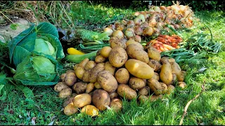 MASSIVE Garden Harvest - New Zealand 2024