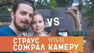 Страус чуть не сожрал камеру! Случай в зоопарке в Малайзии #GO