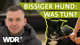 Bissiger Familienhund: Kann Hundetrainer Steve Kaye helfen? | Hunde verstehen | S07/E01 | WDR