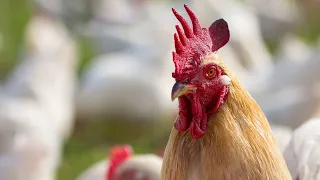 Chicken Song part 23 (original) | The hens’ dancing song | 2023 #23