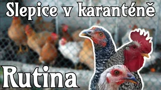 Slepičí rutina v karanténě🐔