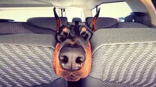 Funny Doberman Dogs | Dobermans are Awesome Dog Breed | Compilation