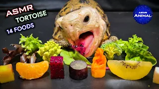 ASMR EATING 14 FOODS MUKBANG 🐢 Turtle Tortoise 143