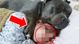 Parents Discover Where Their Pitbull Goes Every Night and Are Moved to Tears