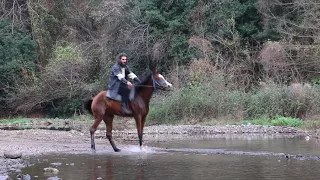 At ile Şaha kalkmak