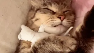 Mama cat wouldn't stop crying after losing baby. This woman found a genius way to comfort her.