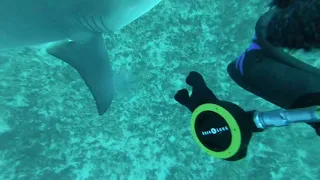 Shark Sneaks Up And Scares The $#!+ Out Of Diver!