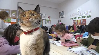 Stray Cat Becomes Beloved School Mascot