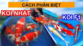 Cách phân biệt cá koi Nhật và cá koi Việt F1. Hình dáng và màu sắc khác nhau như nào ? #cakoi