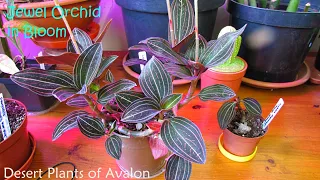 My Jewel Orchid House Plant in Bloom | Ludisia discolor