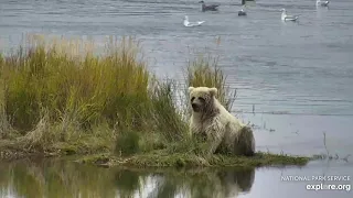 482 Brett's white cub 9/27/2019