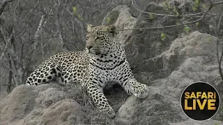 safariLIVE - Sunset Safari - November 18, 2018