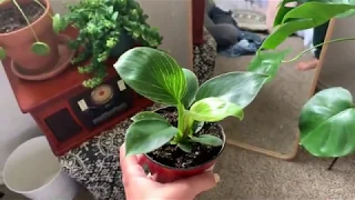 The Plant Farm Unboxing: What it's like to order plants online!