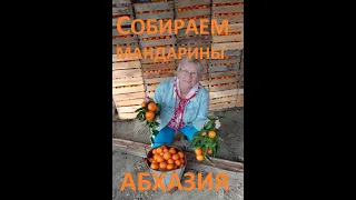 Собираем мандарины в Абхазии.  декабрь 2021