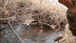 Медведи загоняли, пить хочется.