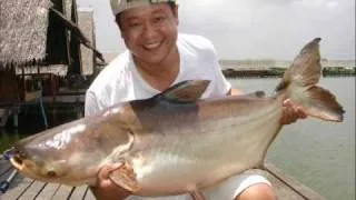 Giant Mekong Catfish Catch Collections By BKKGUY !!!