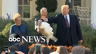 Trump pardons National Thanksgiving Turkey