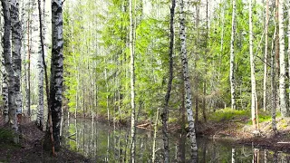 Звуки природы весеннего леса и пение птиц. (Sounds of spring forest nature and birds singing).