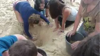 recovering Turtle eggs in the sand