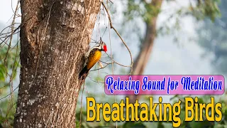 Relaxing Birds Sound | Main Tota Hare Rang Ka | Magnificent Birds | #video