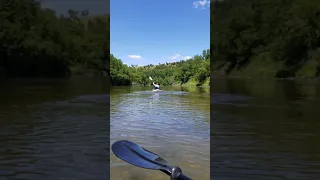 Kayaking with a alligator