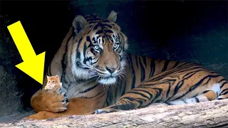 Mother Cat Looking Out For Kittens Safety By The Tigers,You Won’T Believe What She Did Next!