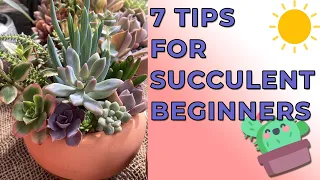 7 Succulent Beginner Tips, Things You Should Know About Before Growing Succulents