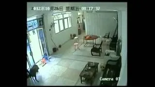 Wild Boar Attacks Worker in China