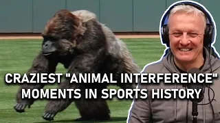 Craziest "Animal Interference" Moments in Sports History REACTION | OFFICE BLOKES REACT!!