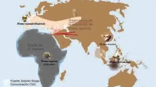 Hibridacion entre Homo Sapiens y Homo Neanderthal.