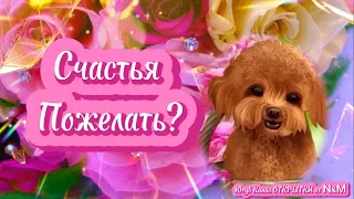 🌹Доброго Дня Отличного Настроения! Открытки Добрый День!