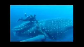 divers rescue whale shark