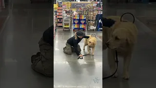 Watch 👀 How Service Dogs 🦮 are Trained to Brace for Their Handlers