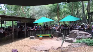 Milking King Brown Snake - Australian Reptile Park - 29th December 2014