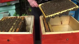 Деление пчелиных семей на пол лёта.
