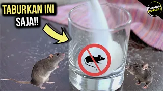Tikus Rumah Pergi Selamanya, Inilah Cara Mengusir Tikus di Rumah Dengan Bahan Alami
