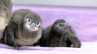 Four African penguin chicks hatched at New England Aquarium this spring