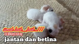 Cara membedakan anak kucing jantan dan betina || KUCING LUCU SEDANG BERMAIN