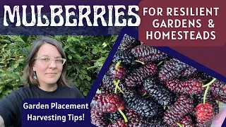 How Mulberries Build Resilience in my Food Forest System (& Why They Aren't for Everyone!)