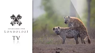 Incredible Footage: Hyenas Mating - Londolozi TV