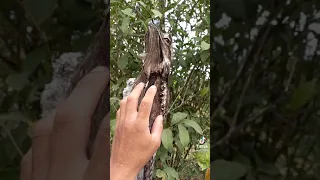 Amazing Nyctibius griseus Bird