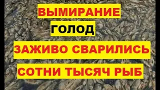 Вымирание. Голод Заживо сварились сотни тысяч рыб из-за жары во Вьетнаме Климатическое оружие Погода