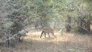 Tiger blocking tigress path | Tadoba Andhari Tiger Reserve , India | January 2023