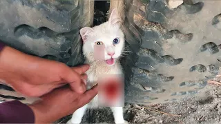 Attempt Kitten Rescue In A Car Accident || Emotion Burial Of Kitten  ( RIP ) 3